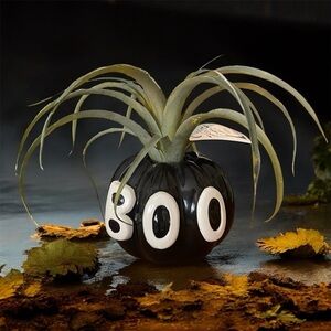 Black and White Boo Pumpkin with Artificial Plant